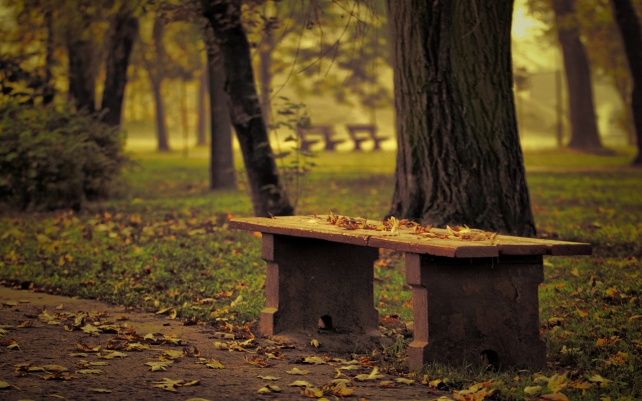bench-park-fallen-leaves-autumn-trees-nature